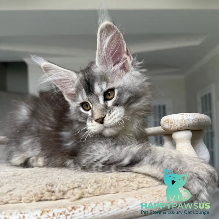 Jana Maine Coon female black silver ticked tabby - live animals