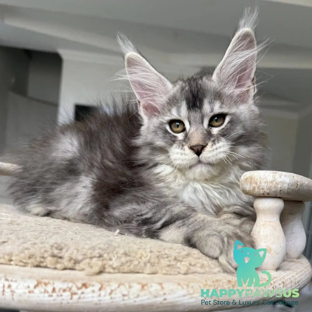 Jana Maine Coon female black silver ticked tabby - live animals