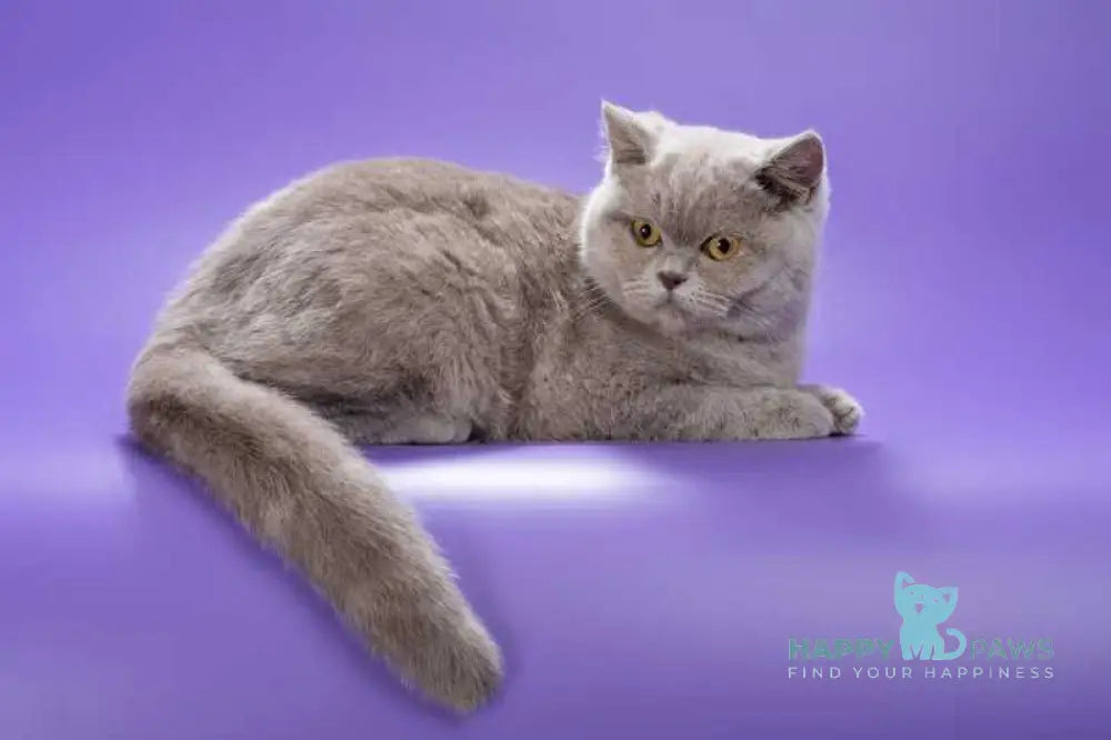 Jane British Shorthair female lilac live animals