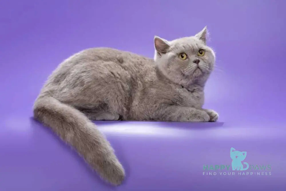Jane British Shorthair female lilac live animals