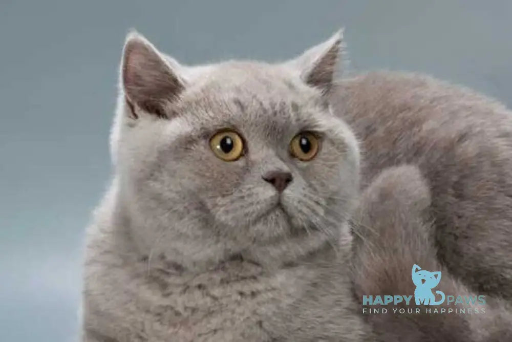 Jane British Shorthair female lilac live animals