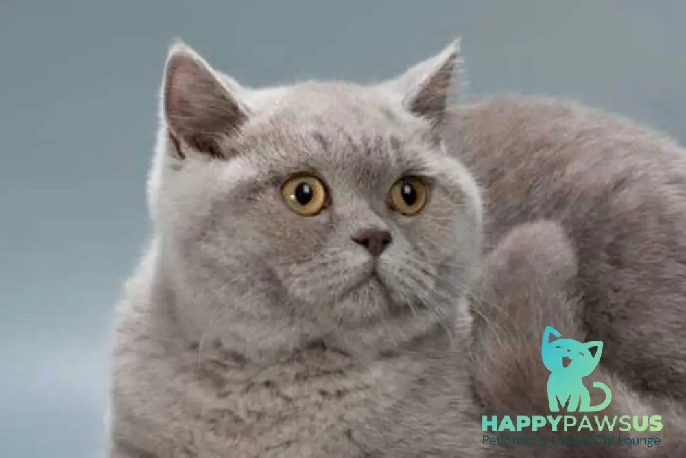 Jane British Shorthair female lilac live animals