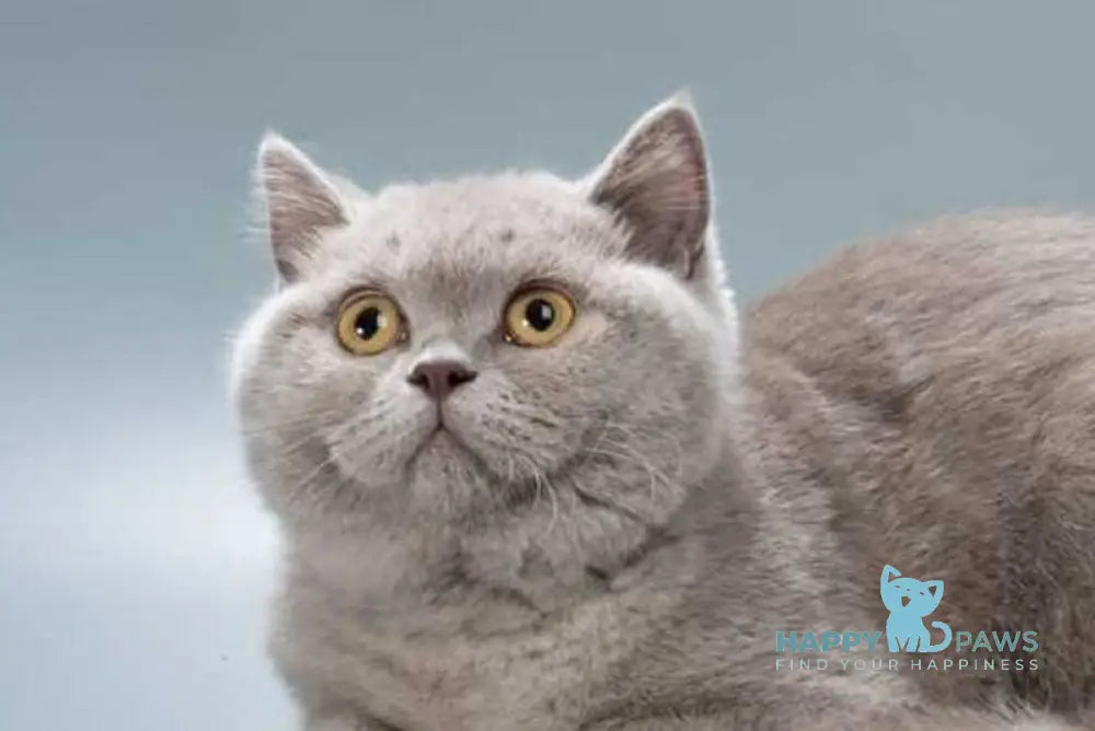 Jane British Shorthair female lilac live animals