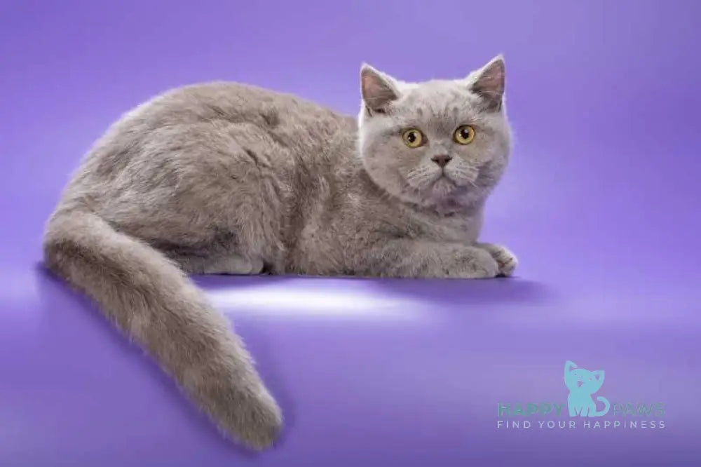 Jane British Shorthair female lilac live animals