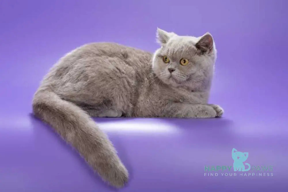 Jane British Shorthair female lilac live animals