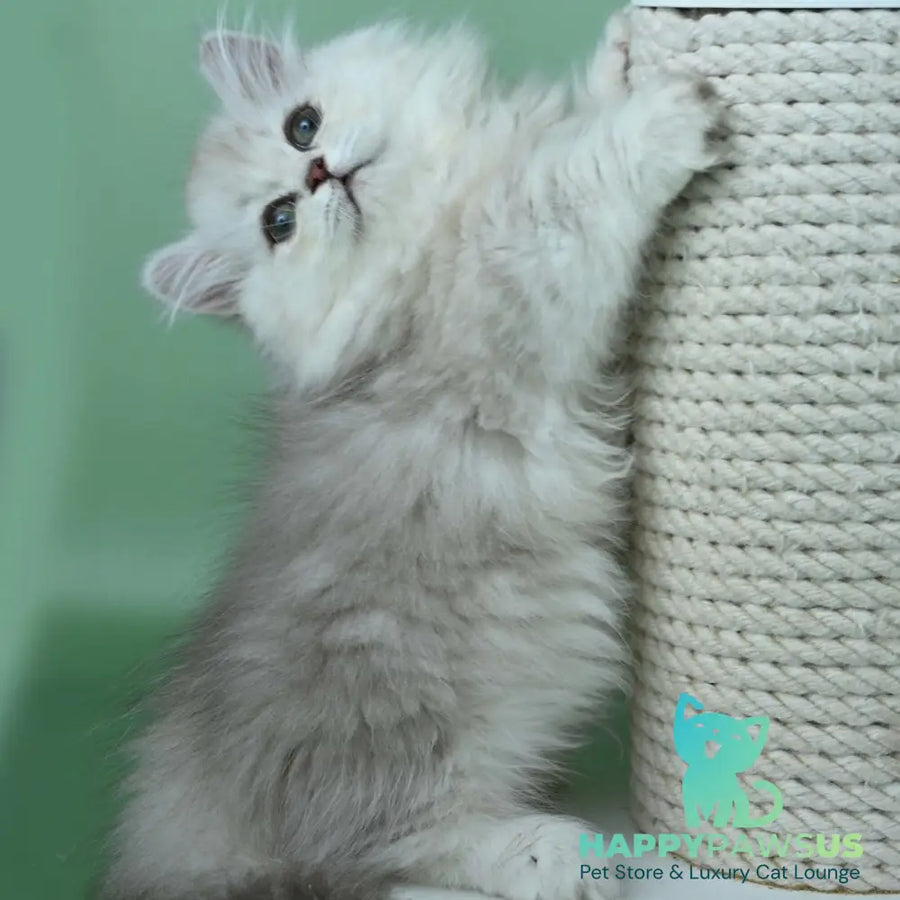Jane Munchkin female chocolate silver shaded - live animals