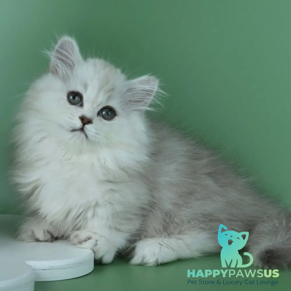 Jane Munchkin female chocolate silver shaded - live animals