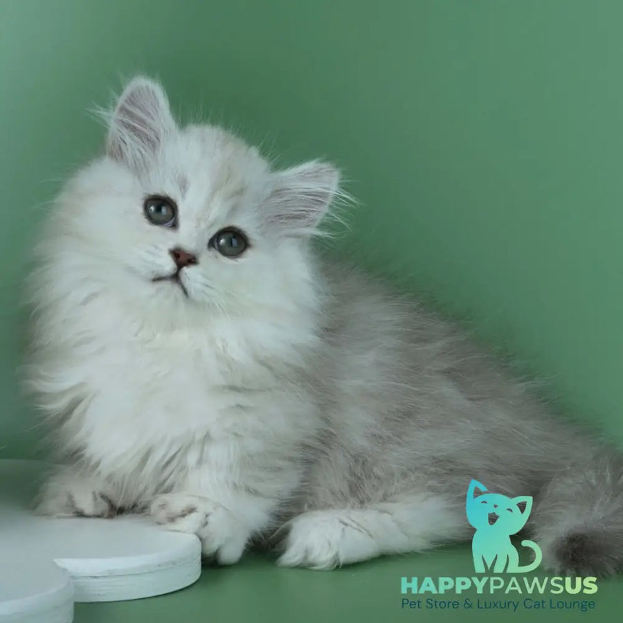 Jane Munchkin female chocolate silver shaded - live animals