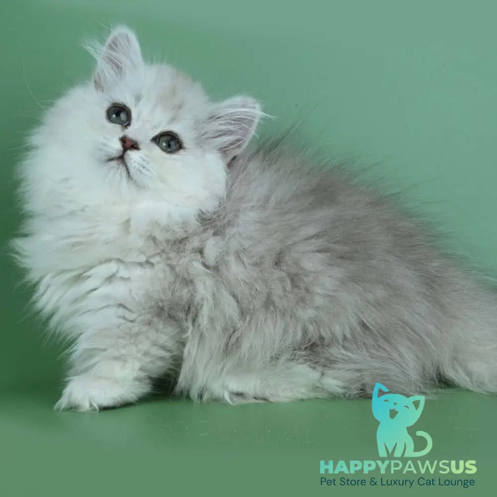 Jane Munchkin female chocolate silver shaded - live animals