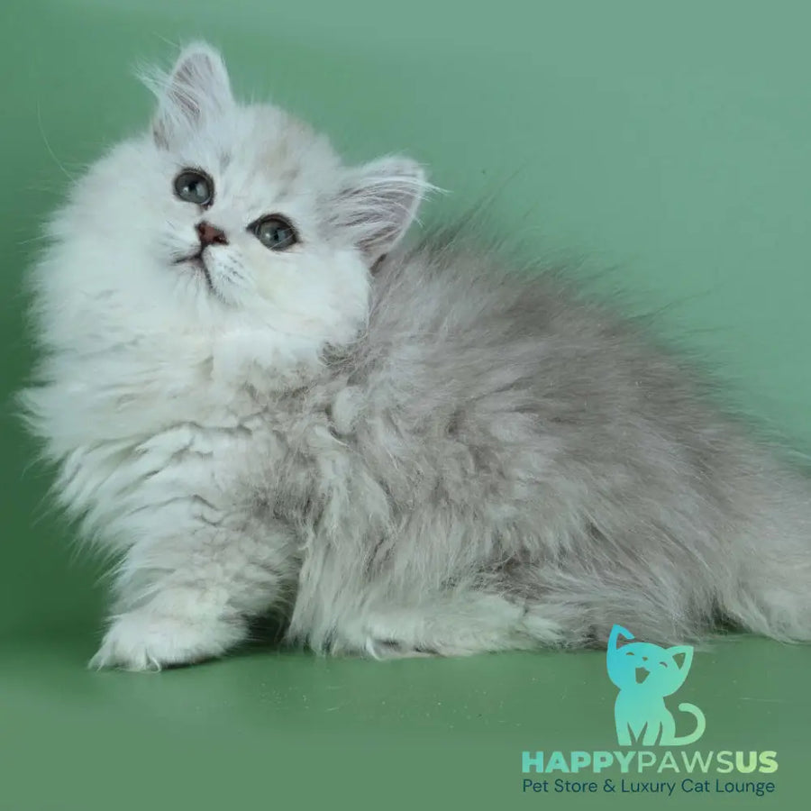 Jane Munchkin female chocolate silver shaded - live animals