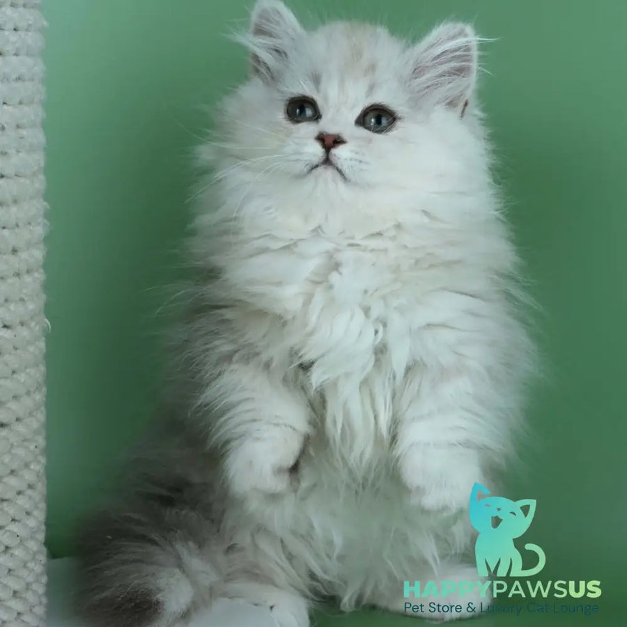 Jane Munchkin female chocolate silver shaded - live animals