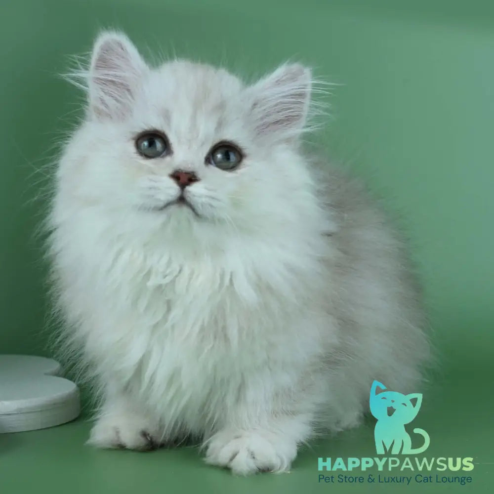 Jane Munchkin female chocolate silver shaded - live animals