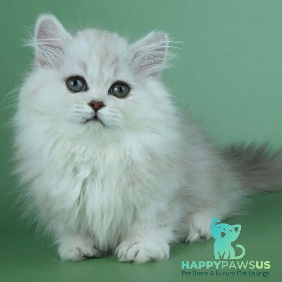 Jane Munchkin female chocolate silver shaded - live animals