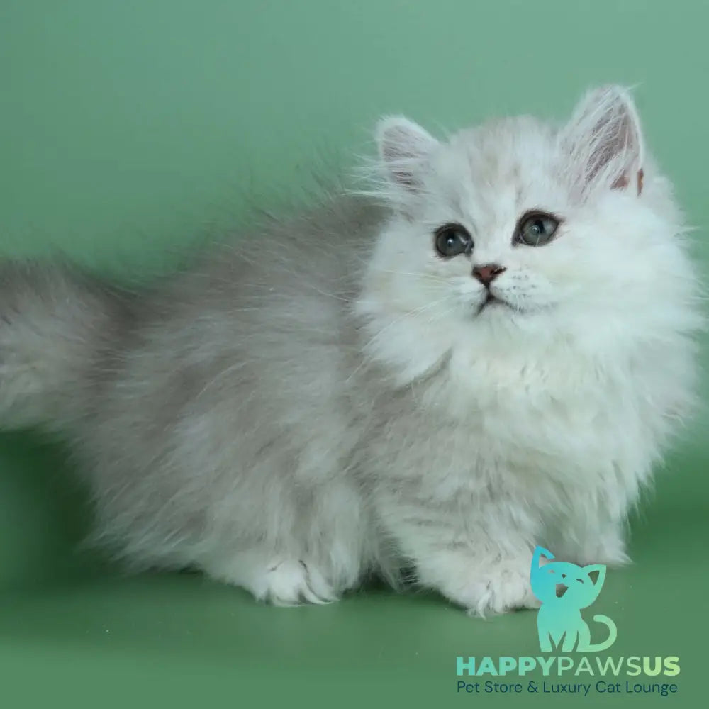 Jane Munchkin female chocolate silver shaded - live animals