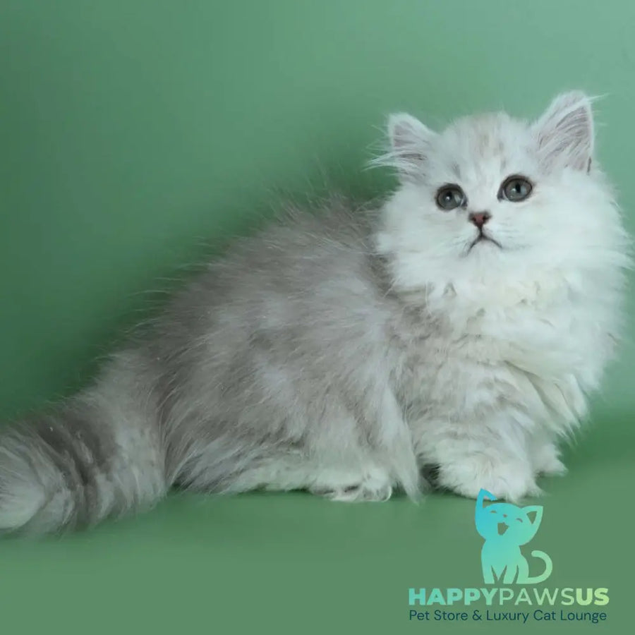 Jane Munchkin female chocolate silver shaded - live animals