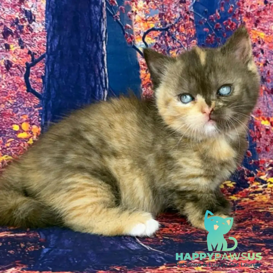Jane Munchkin female chocolate tortie bicolour - live animals