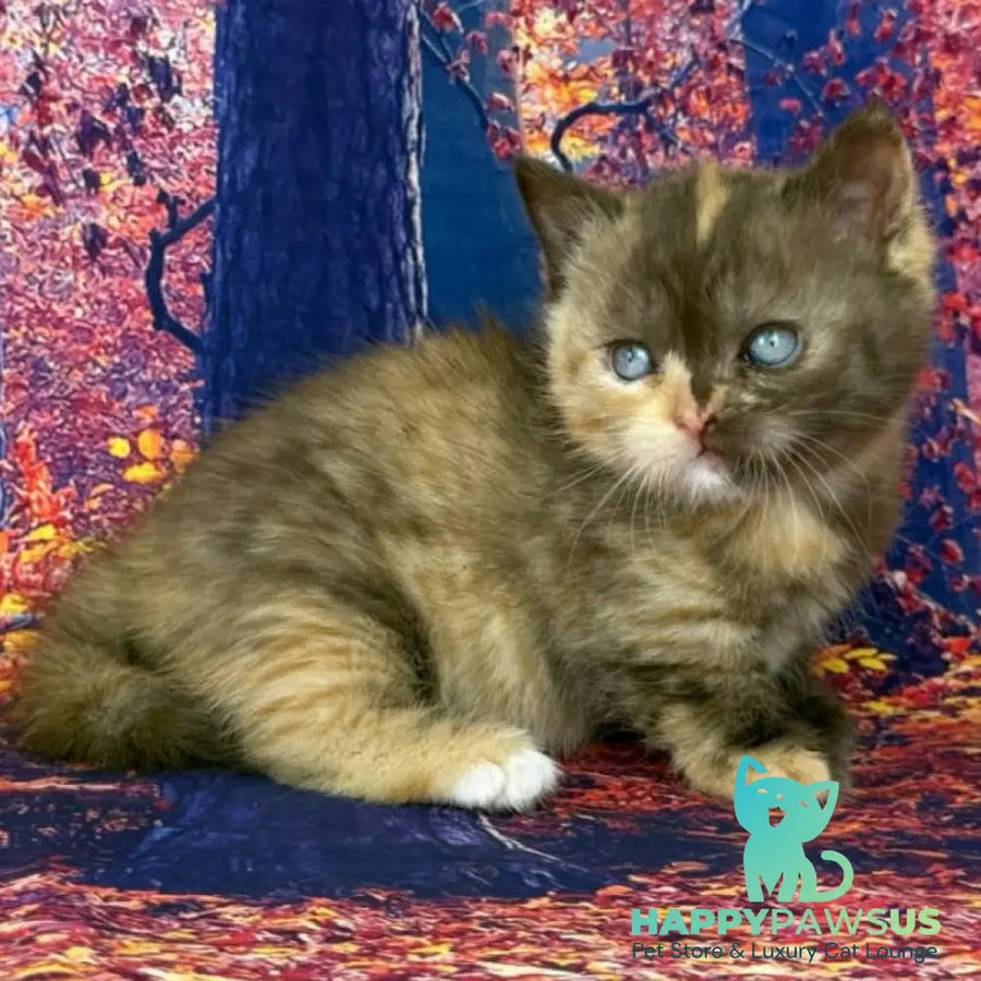 Jane Munchkin female chocolate tortie bicolour - live animals