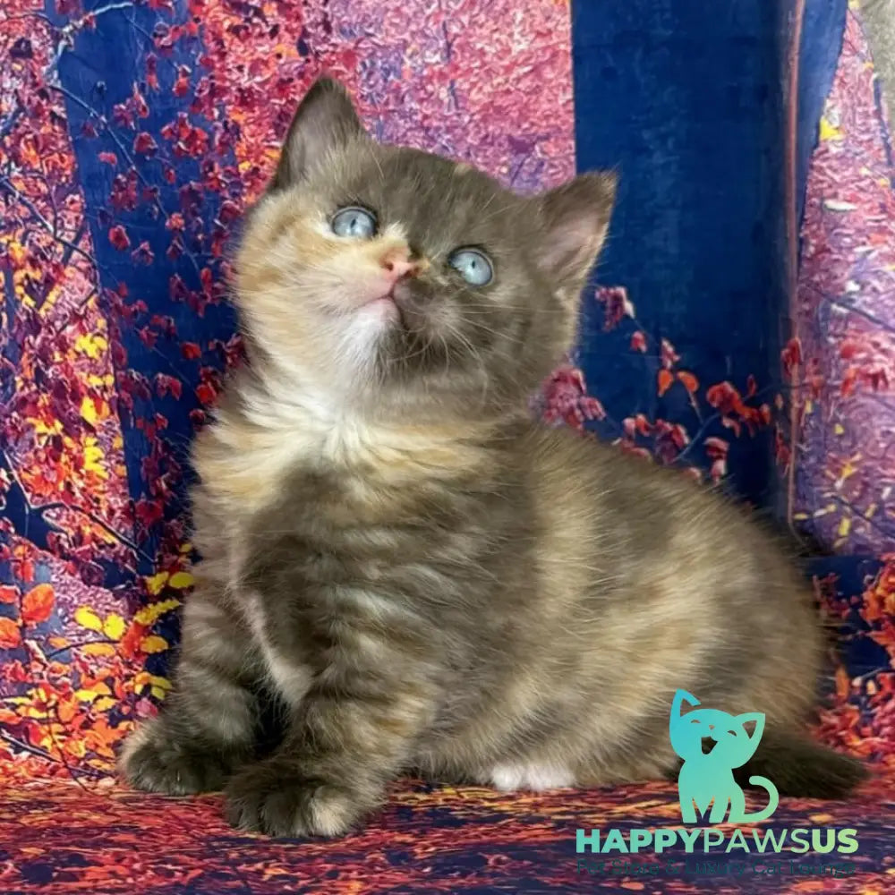 Jane Munchkin female chocolate tortie bicolour - live animals