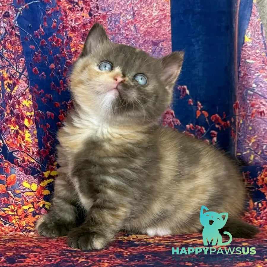 Jane Munchkin female chocolate tortie bicolour - live animals