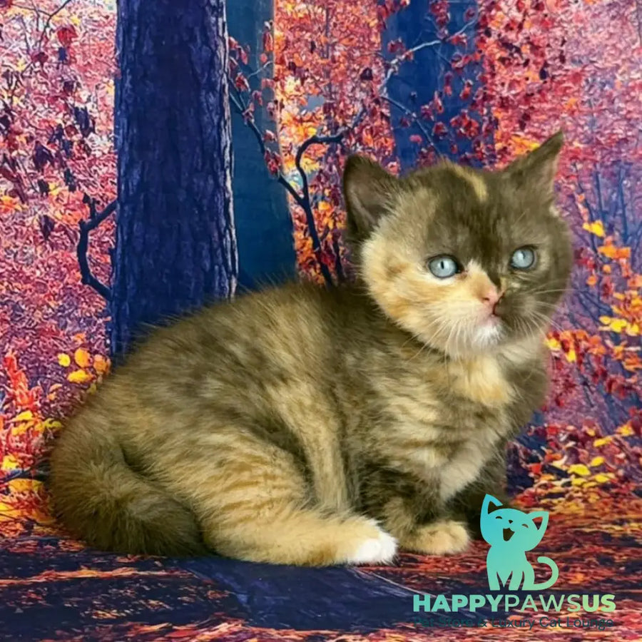 Jane Munchkin female chocolate tortie bicolour - live animals