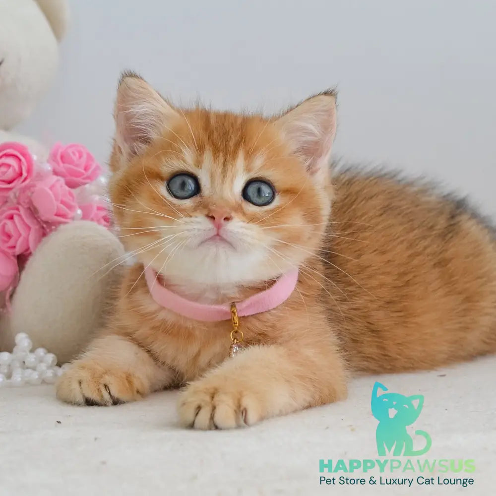 Jane Scottish Straight female black golden shaded - live animals