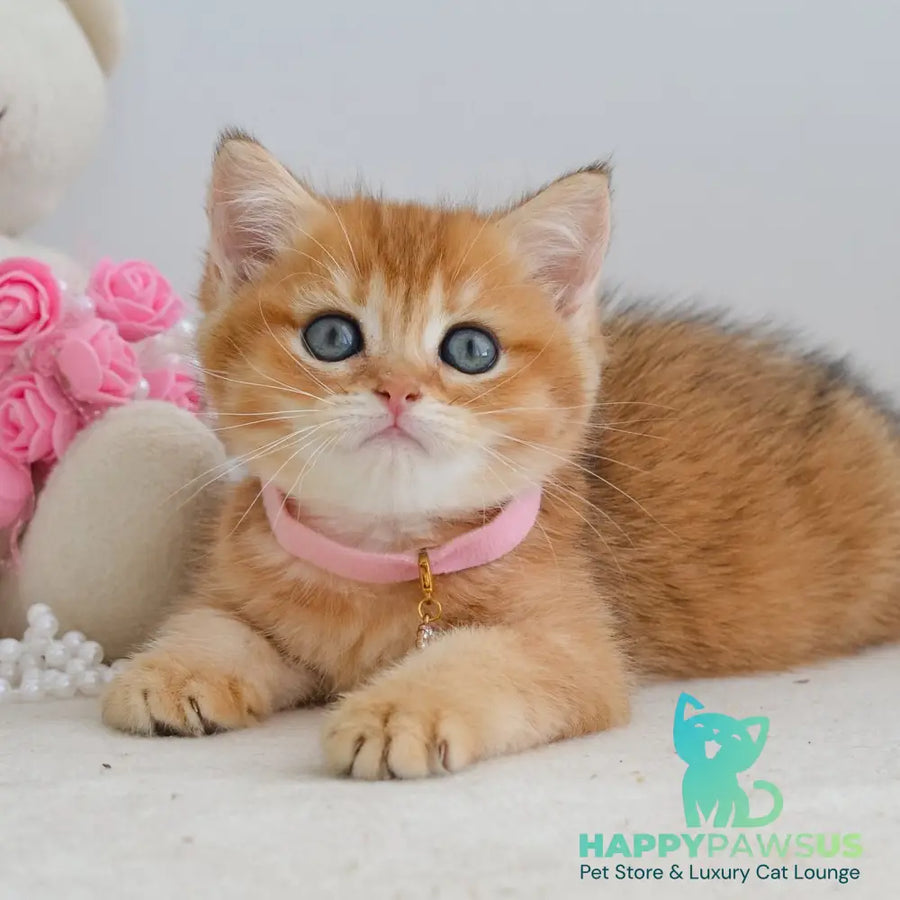 Jane Scottish Straight female black golden shaded - live animals