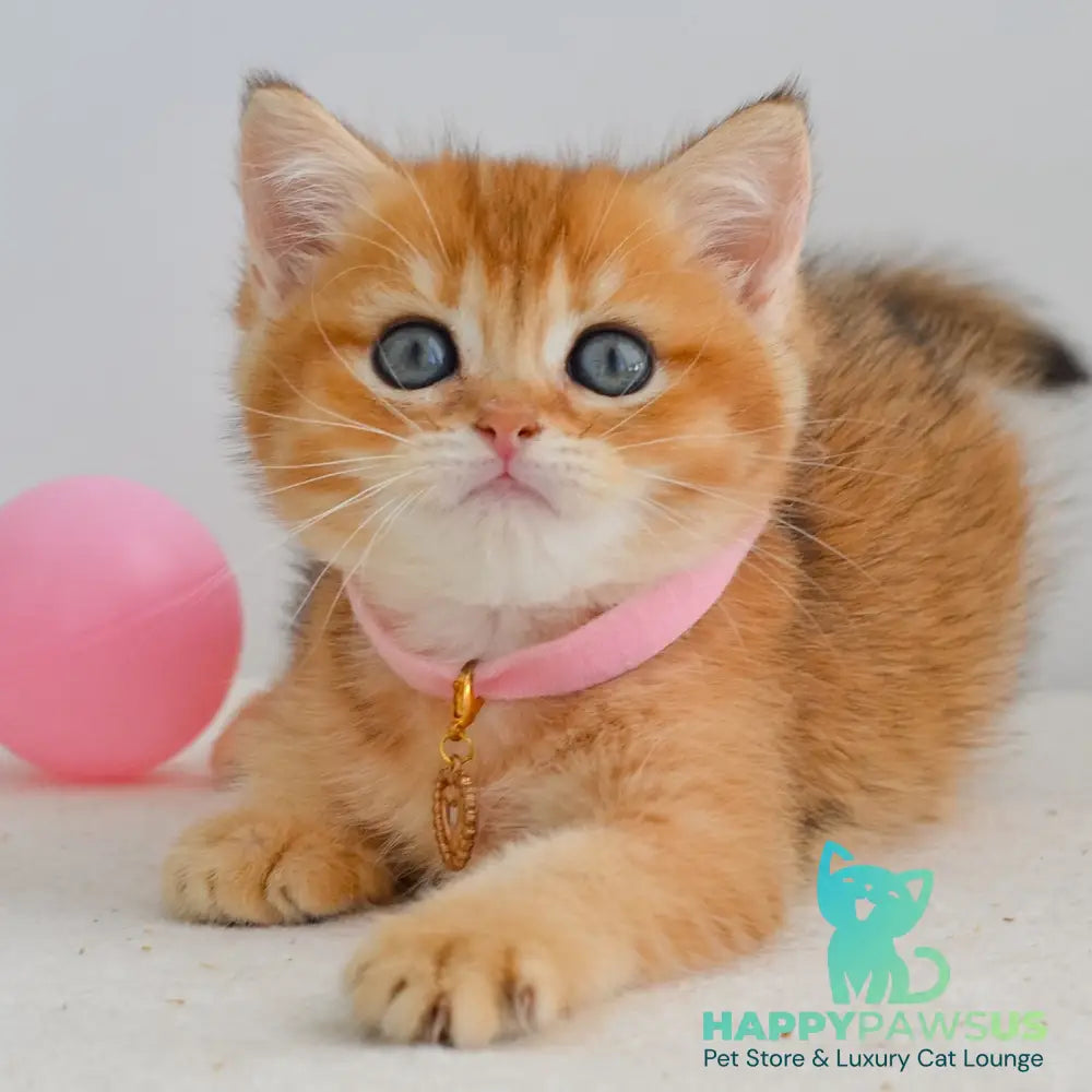 Jane Scottish Straight female black golden shaded - live animals