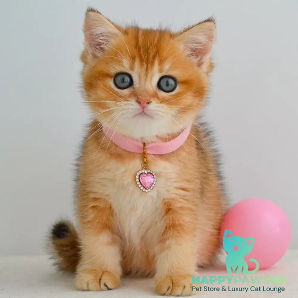 Jane Scottish Straight female black golden shaded - live animals