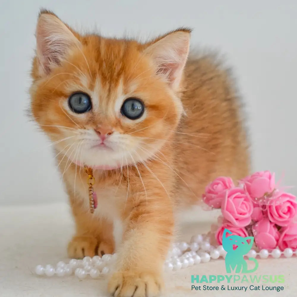 Jane Scottish Straight female black golden shaded - live animals