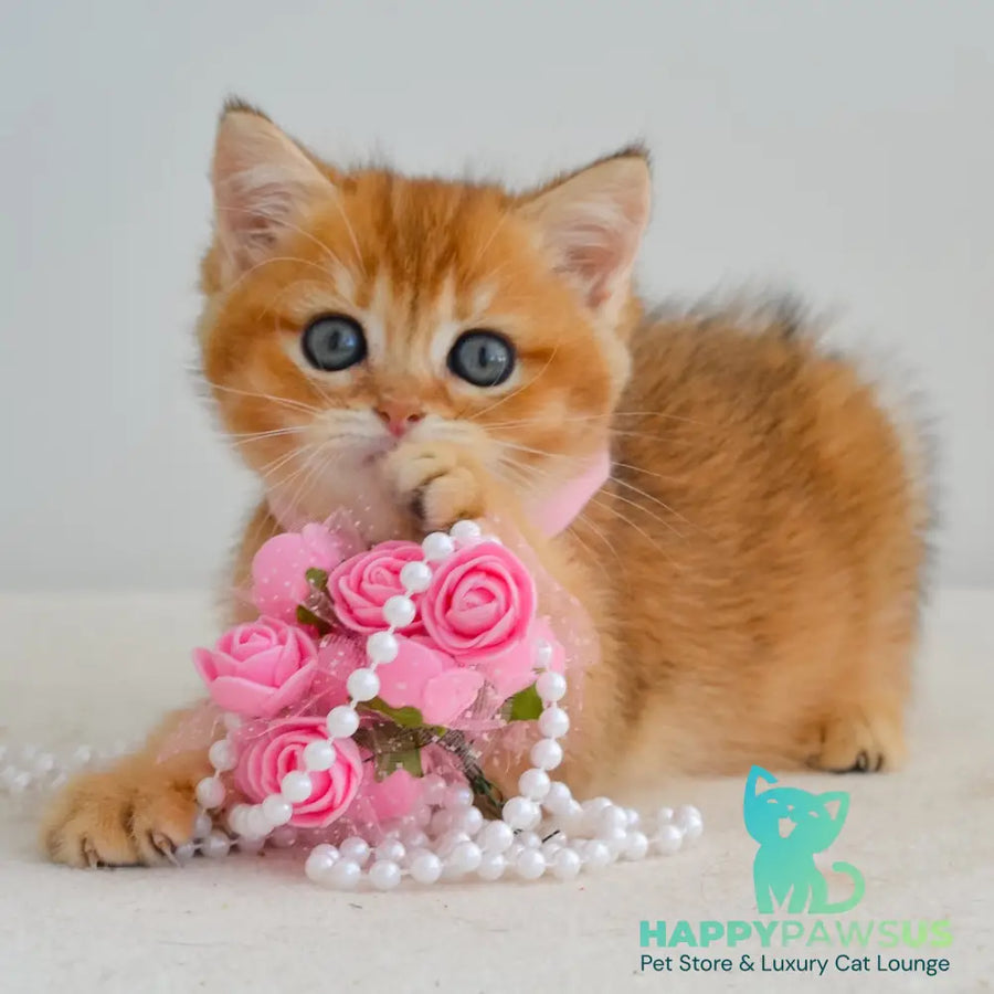 Jane Scottish Straight female black golden shaded - live animals