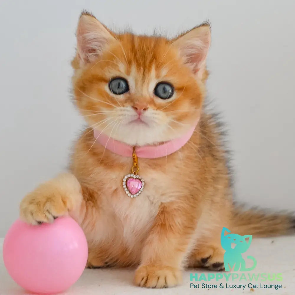 Jane Scottish Straight female black golden shaded - live animals