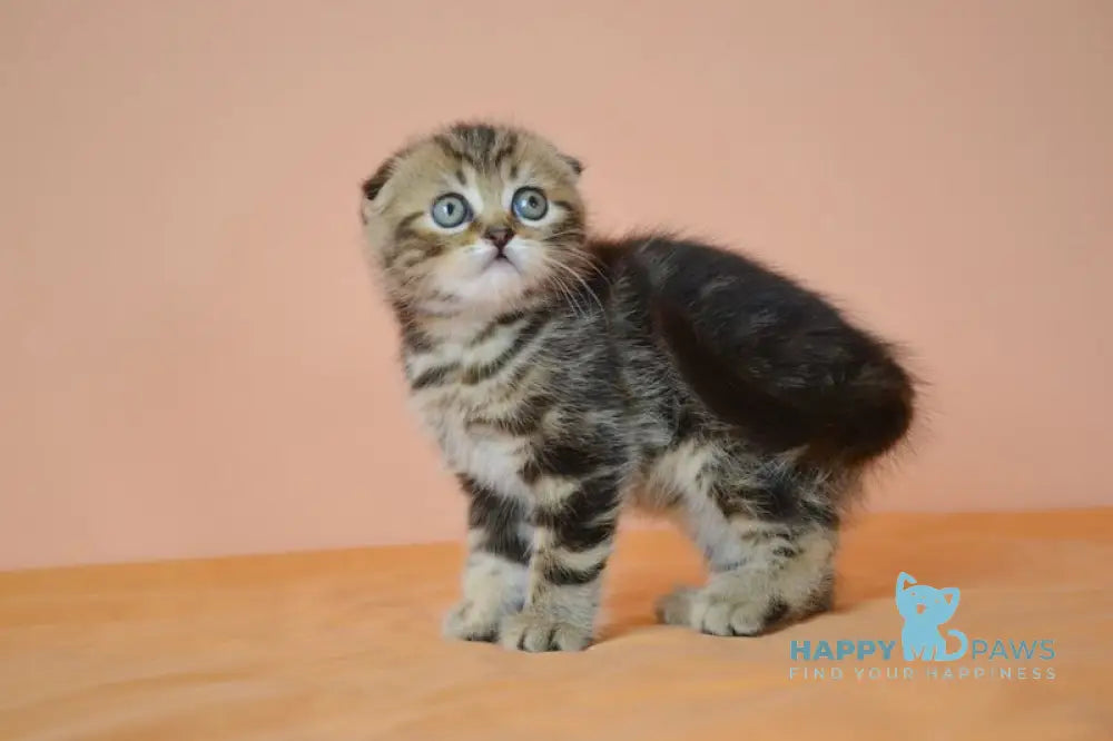 Janell Scottish Fold female black tabby live animals