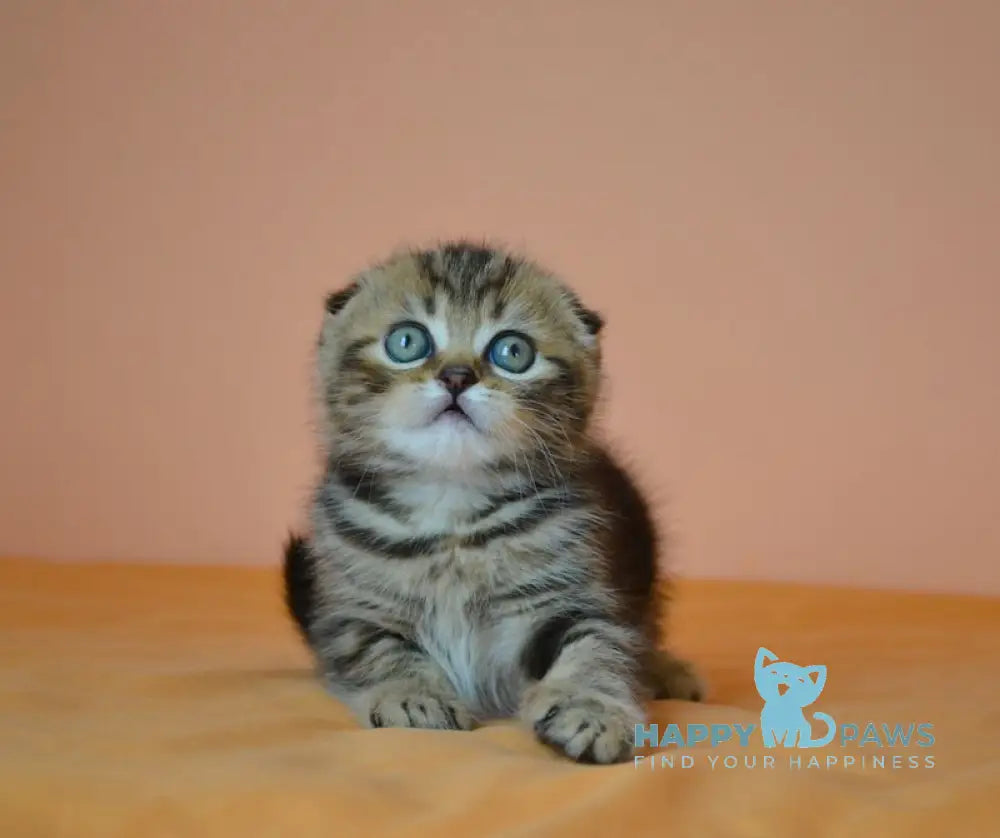 Janell Scottish Fold female black tabby live animals