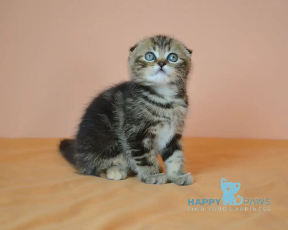 Janell Scottish Fold female black tabby live animals