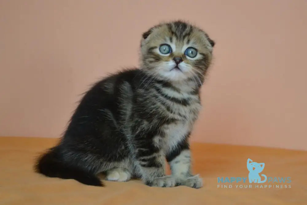 Janell Scottish Fold female black tabby live animals