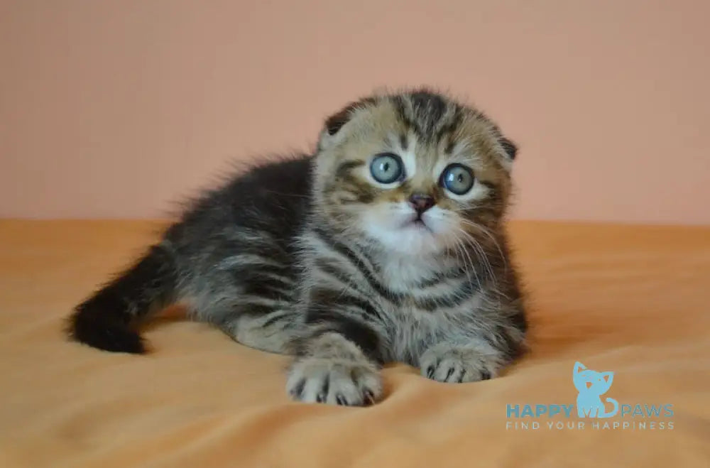 Janell Scottish Fold female black tabby live animals