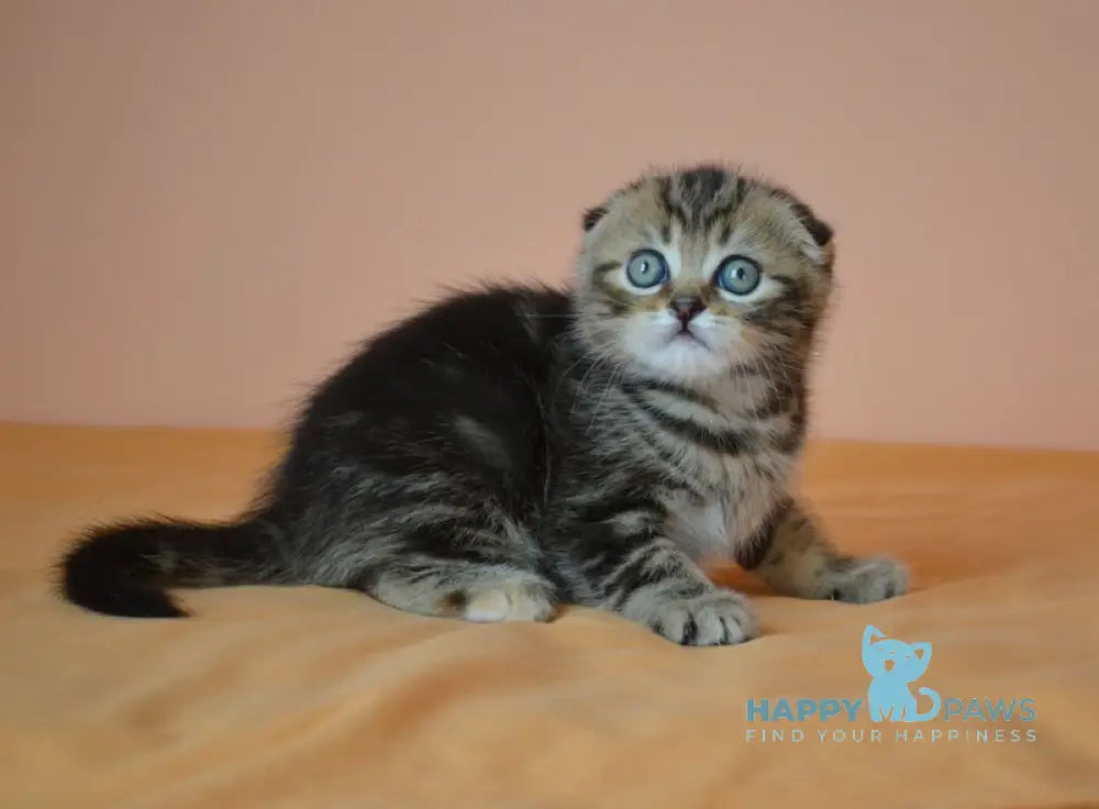 Janell Scottish Fold female black tabby live animals