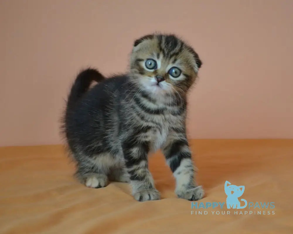 Janell Scottish Fold female black tabby live animals