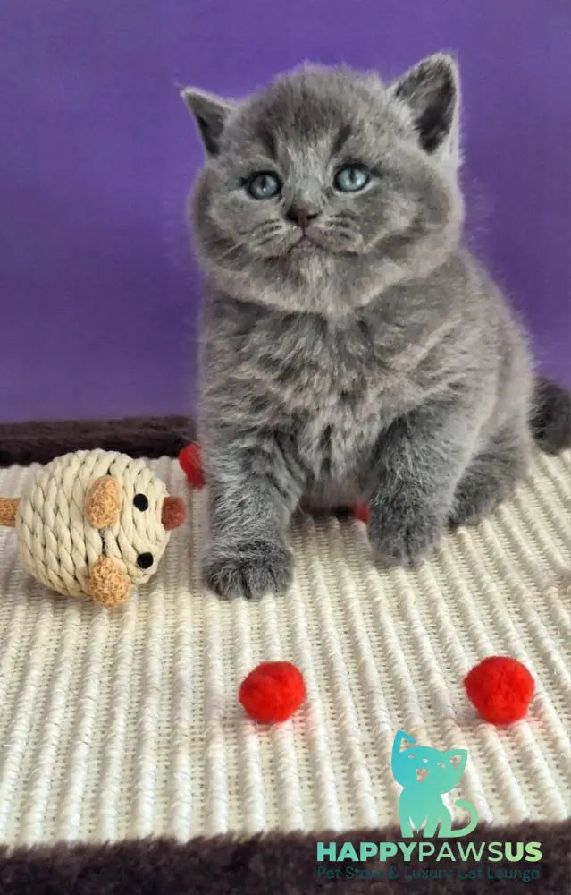 Janeta British Shorthair female blue - live animals