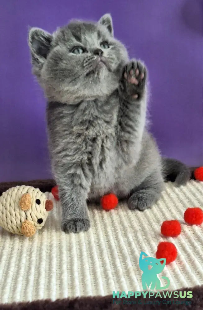 Janeta British Shorthair female blue - live animals
