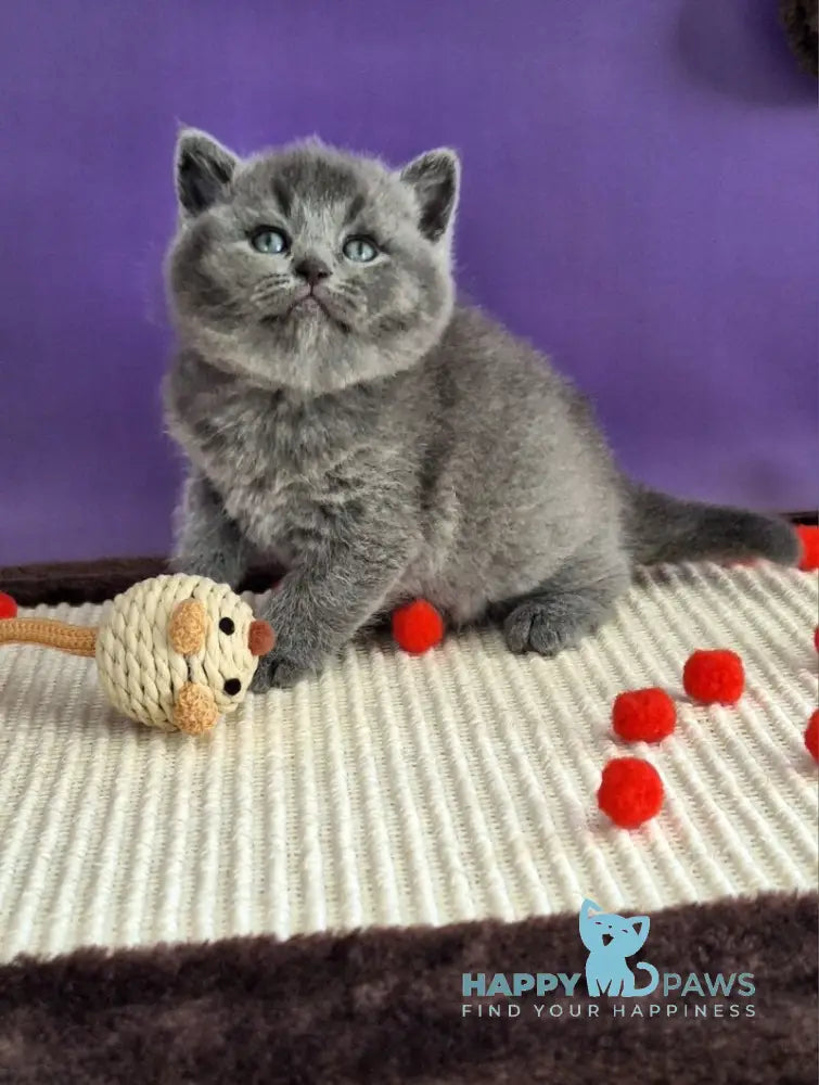 Janeta British Shorthair female blue - live animals