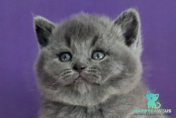Janeta British Shorthair female blue - live animals