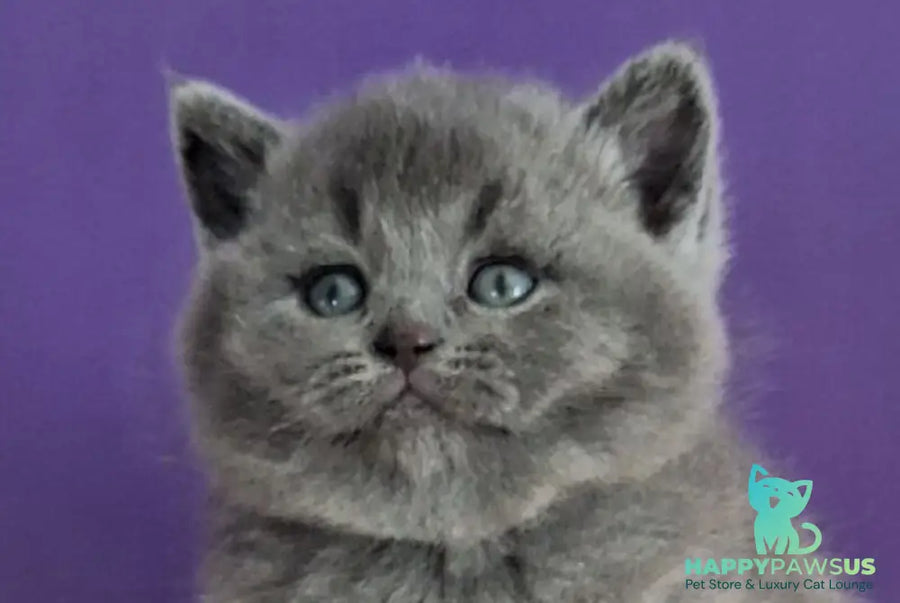 Janeta British Shorthair female blue - live animals