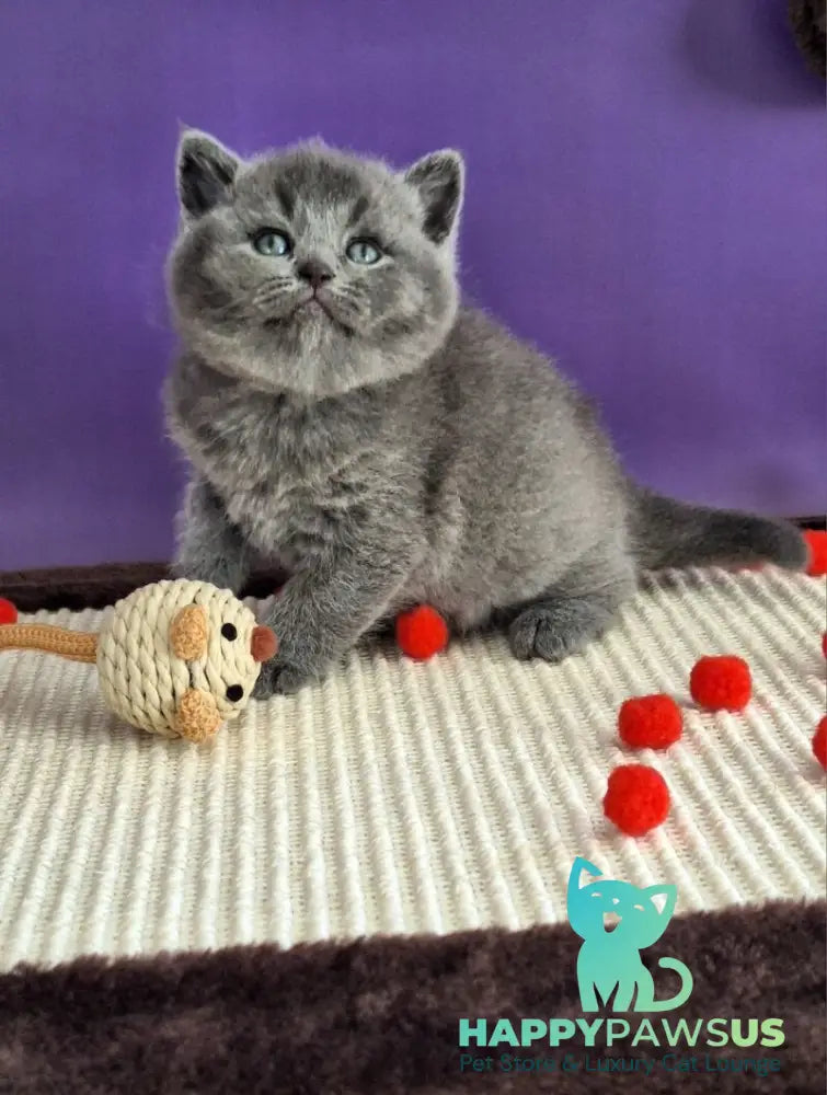 Janeta British Shorthair female blue - live animals