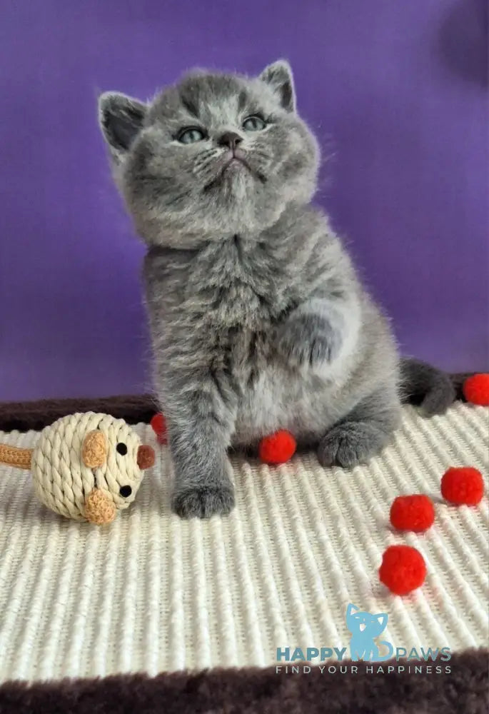 Janeta British Shorthair female blue - live animals