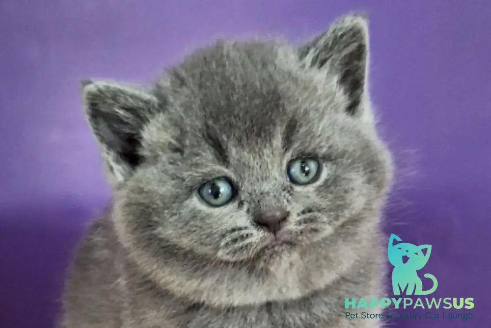 Janeta British Shorthair female blue - live animals