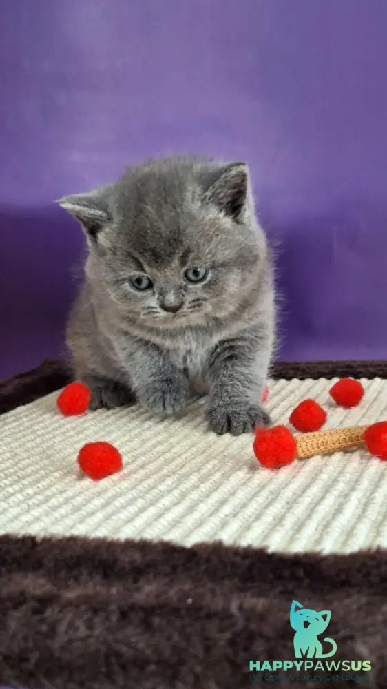 Janeta British Shorthair female blue - live animals