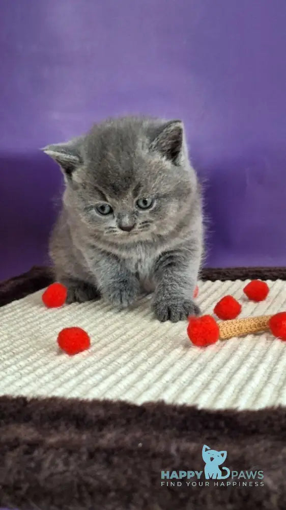 Janeta British Shorthair female blue - live animals