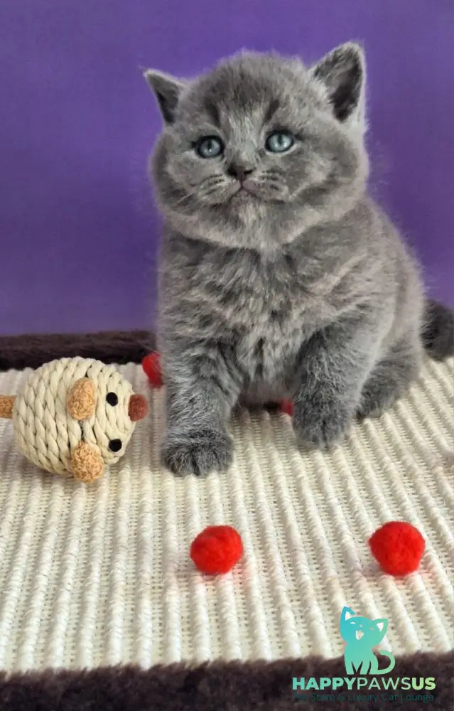 Janeta British Shorthair female blue - live animals