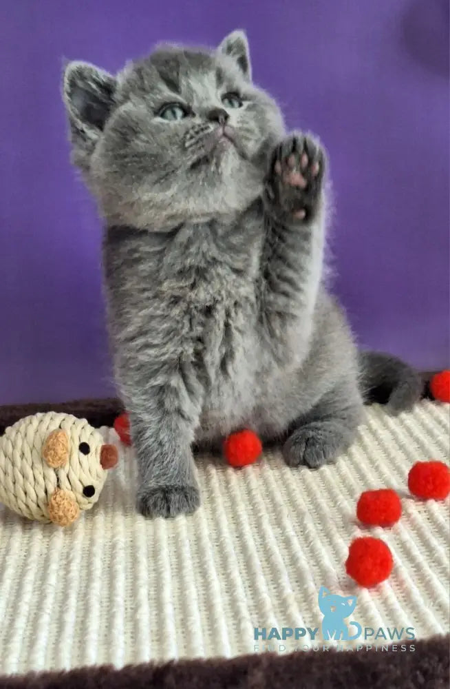 Janeta British Shorthair female blue - live animals